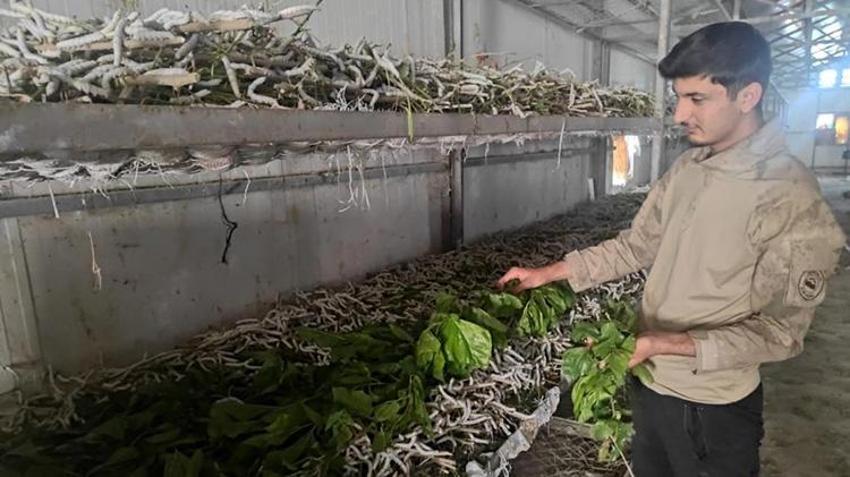 Batman'da yüzlerce ailenin geçim kaynağı olan meslek! Kilosunun fiyatı Siirt fıstığını ikiye katladı