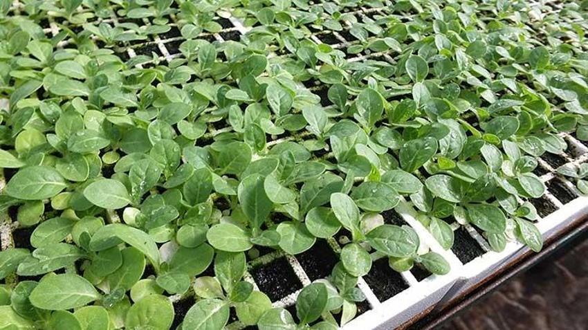 Emekli albay Burhaniye’yi üretim üssü yaptı! 'Köylüye çok güzel para kazandıracak'