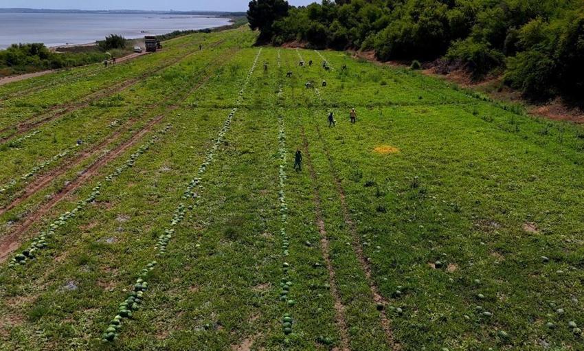 Çin'den sonra Türkiye'de de hasat başladı! Bu yıl yüzde 20 daha fazla ekildi Kilosu 24 liraya satılıyor
