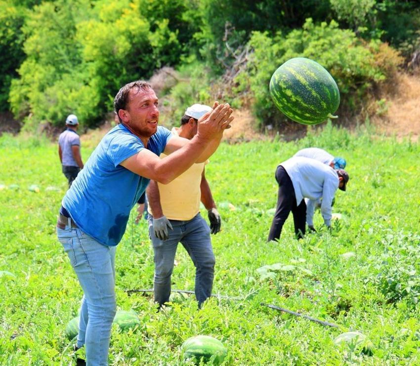 Çin'den sonra Türkiye'de de hasat başladı! Bu yıl yüzde 20 daha fazla ekildi Kilosu 24 liraya satılıyor
