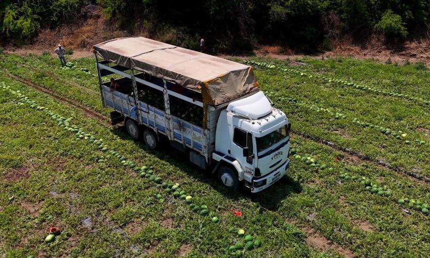 Çin'den sonra Türkiye'de de hasat başladı! Bu yıl yüzde 20 daha fazla ekildi Kilosu 24 liraya satılıyor
