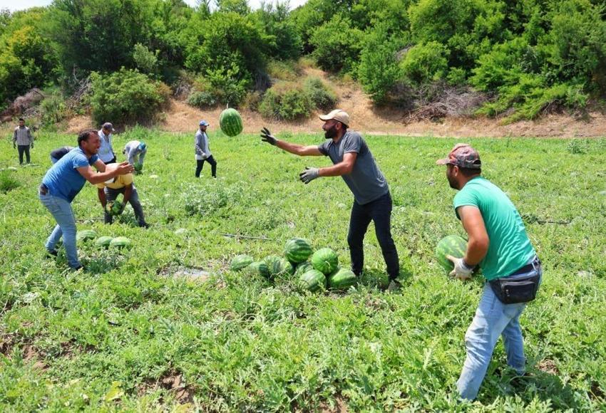 Çin'den sonra Türkiye'de de hasat başladı! Bu yıl yüzde 20 daha fazla ekildi Kilosu 24 liraya satılıyor
