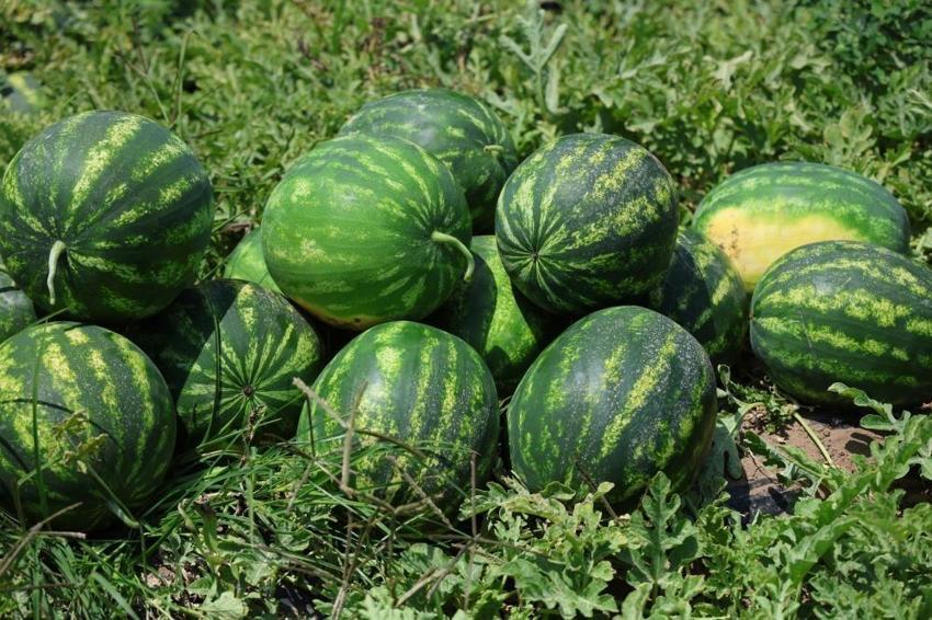 Çin'den sonra Türkiye'de de hasat başladı! Bu yıl yüzde 20 daha fazla ekildi Kilosu 24 liraya satılıyor
