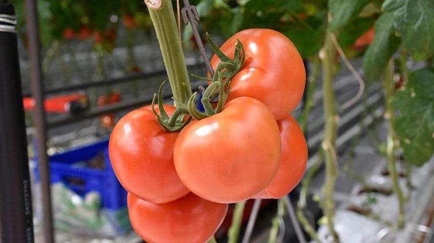 Düşük enerjili cam serada üretiliyor! 'Sıfır pestisitli' domatese Avrupa'dan talep yağıyor