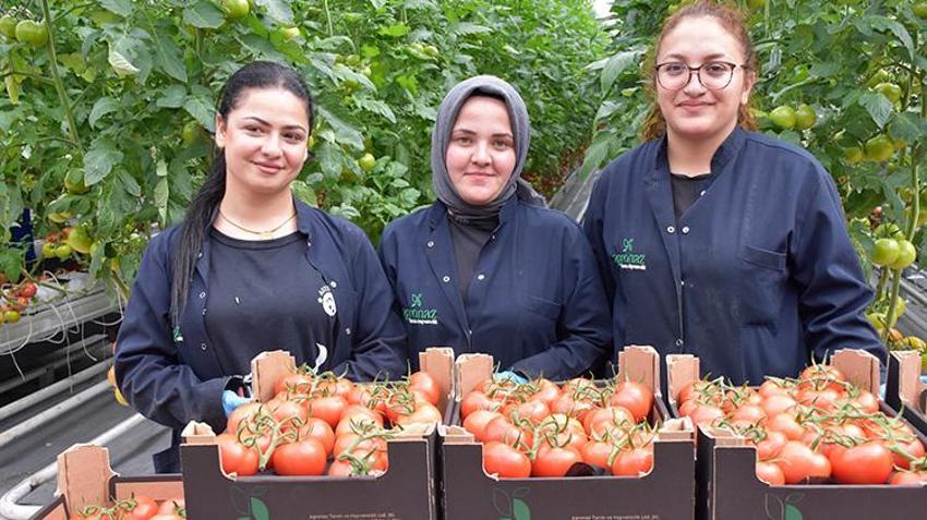 Düşük enerjili cam serada üretiliyor! 'Sıfır pestisitli' domatese Avrupa'dan talep yağıyor