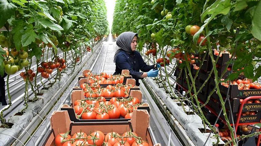 Düşük enerjili cam serada üretiliyor! 'Sıfır pestisitli' domatese Avrupa'dan talep yağıyor