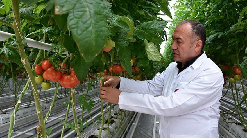 Düşük enerjili cam serada üretiliyor! 'Sıfır pestisitli' domatese Avrupa'dan talep yağıyor
