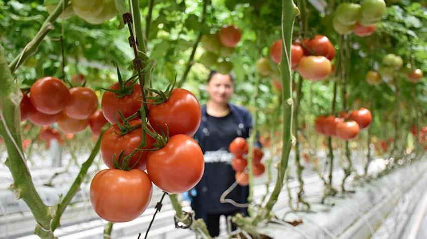 Düşük enerjili cam serada üretiliyor! 'Sıfır pestisitli' domatese Avrupa'dan talep yağıyor