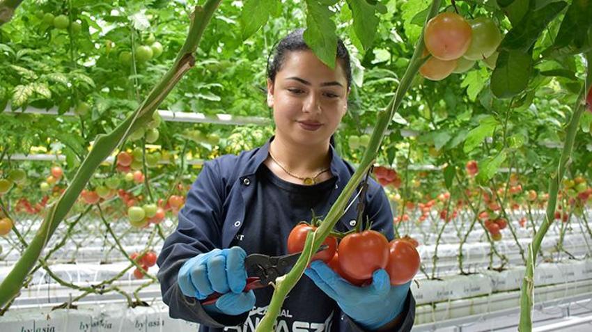Düşük enerjili cam serada üretiliyor! 'Sıfır pestisitli' domatese Avrupa'dan talep yağıyor