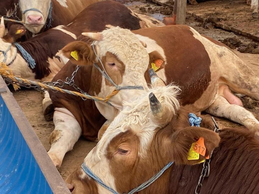 Kurbanlıkta 3 belirti varsa uzak durun! Kurban pazarında belli oluyor