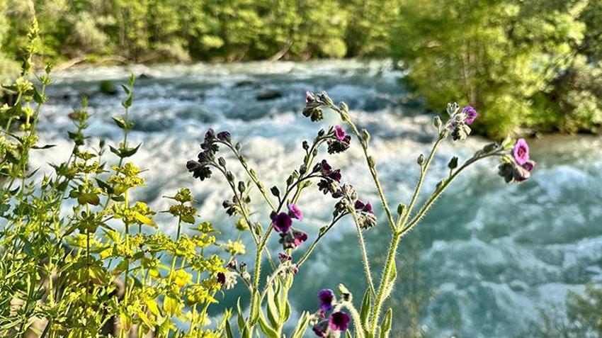 2 bin 250'den fazla bitki tespit edildi: 10 kriterden 6'sını karşılıyor: Munzur Vadisi Dünya kültür mirası listesine girmeye hazırlanıyor