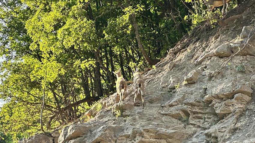 2 bin 250'den fazla bitki tespit edildi: 10 kriterden 6'sını karşılıyor: Munzur Vadisi Dünya kültür mirası listesine girmeye hazırlanıyor