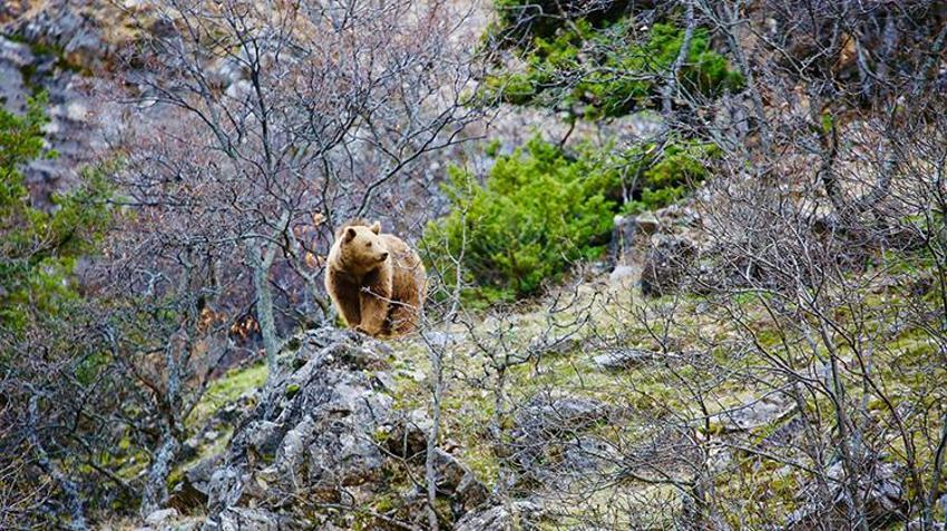 2 bin 250'den fazla bitki tespit edildi: 10 kriterden 6'sını karşılıyor: Munzur Vadisi Dünya kültür mirası listesine girmeye hazırlanıyor