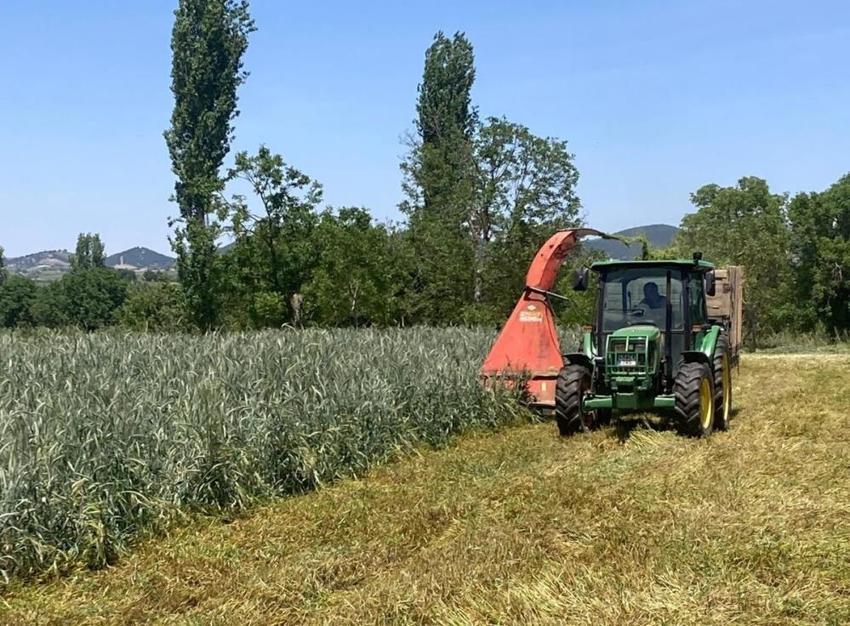 Manisalı çiftçi doğal yöntemle hazırladı! Hasat sonrası yapıyor, verimde rekor artış