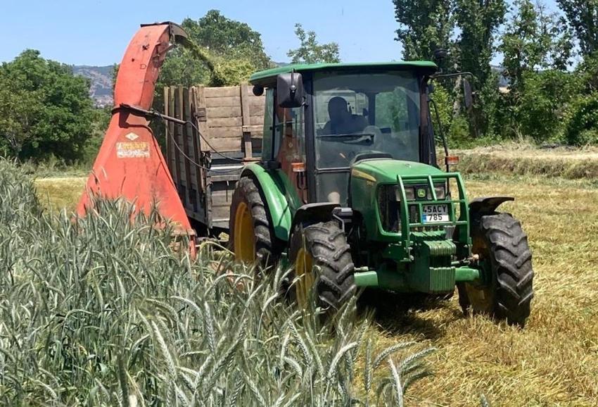 Manisalı çiftçi doğal yöntemle hazırladı! Hasat sonrası yapıyor, verimde rekor artış