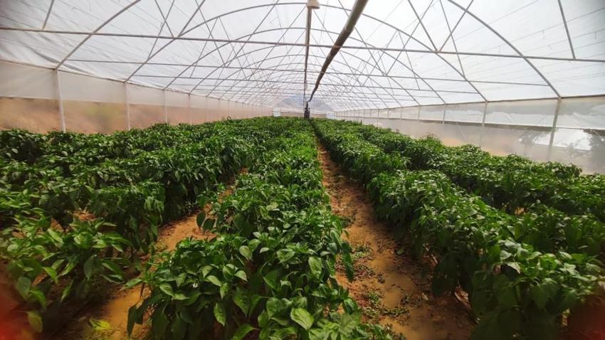 Manisa'da 150 yıldır ata tohumuyla yetişiyor! Hasat başladı, kilosu 250 TL, kapış kapış gidiyor