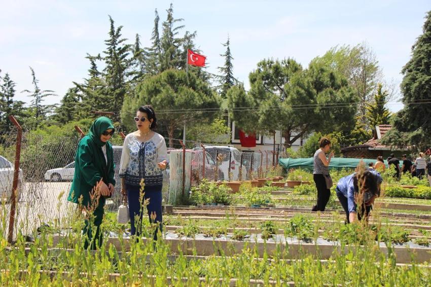 130 yıl sonra anavatanına geri döndü! Türk lalesi Merzifon'da çiçek açtı