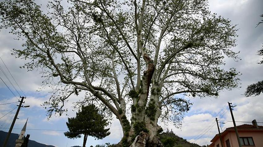 7 asırlık çınarlar, meşeler... Tarihin canlı şahitleri Sakarya'nın anıt ağaçları geleceğe aktarılıyor!