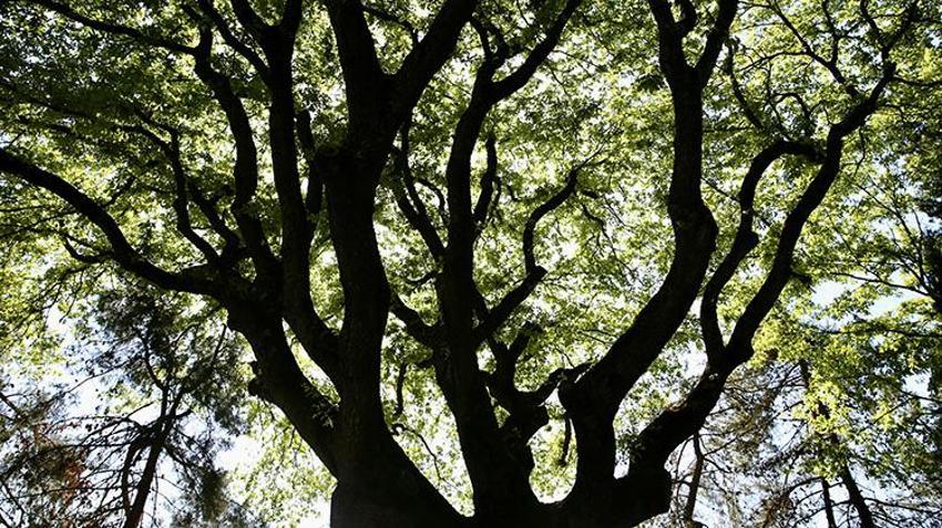 7 asırlık çınarlar, meşeler... Tarihin canlı şahitleri Sakarya'nın anıt ağaçları geleceğe aktarılıyor!