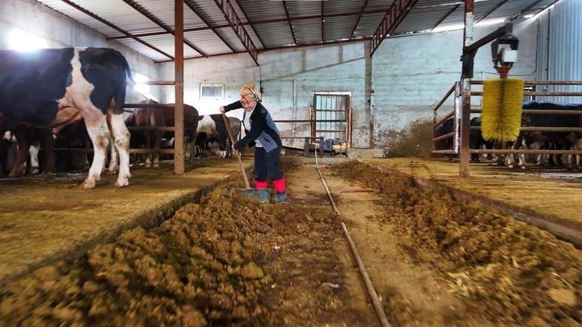 Rüyasında gördüğü işi Ankara'da kurdu! Köyünde 1 tane vardı, şimdi 100'lük oldu 'Tedavisini bile yapıyorum'
