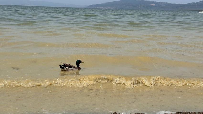Tarihin ve doğanın başkentinde endişelendiren görüntü! 'İznik gölü can çekişiyor'