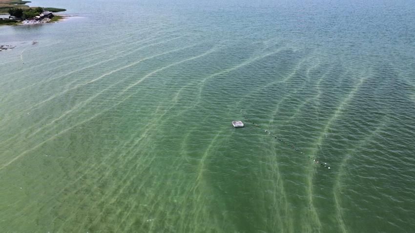 Tarihin ve doğanın başkentinde endişelendiren görüntü! 'İznik gölü can çekişiyor'
