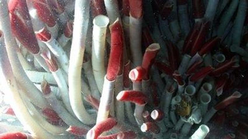 Bilim dünyasına kazandırıldı! Ege'de keşfedildi: Türkiye denizlerinde ilk kez görüldü
