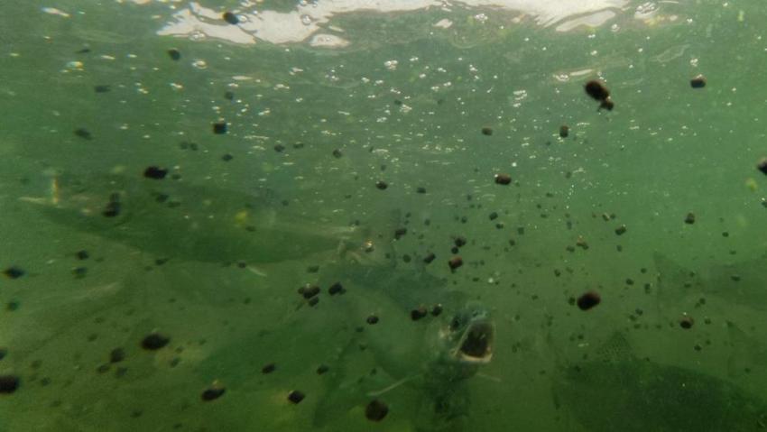 Denizi olmayan Manisa'dan dünya sofralarına: Türk somonu ihracatıyla rekor kırıyor!