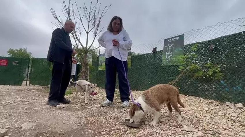 Emekli Hayvanlar Çiftliği'nde sıradan bir gün: Günübirlik sahiplenme başladı