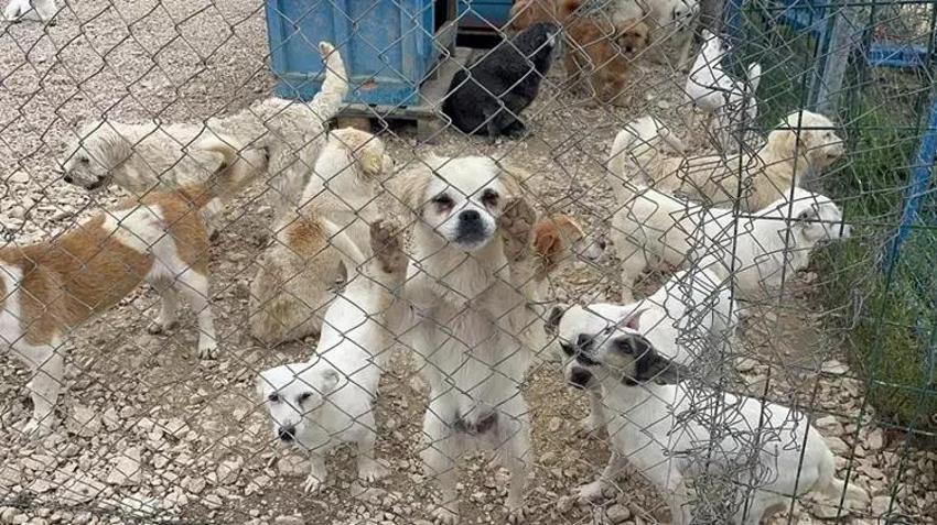 Emekli Hayvanlar Çiftliği'nde sıradan bir gün: Günübirlik sahiplenme başladı