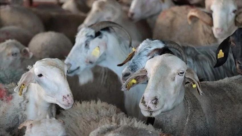 Kurban Bayramı 2025: Bu yıl bayram hangi güne denk geliyor? Kurban bayramı birinci gün ne zaman?