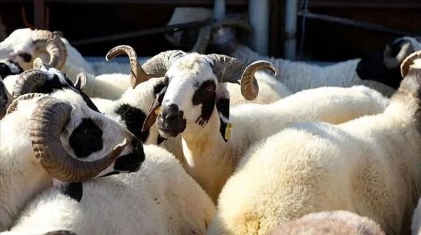 Kurbanlık 4. gün kesilir mi? Kurban bayramında kesim hangi güne kadar sürer?