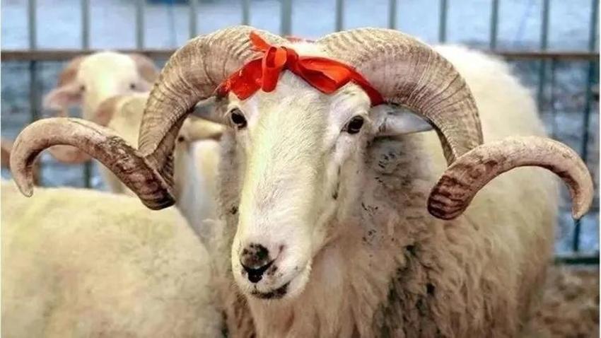 Kurbanlık 4. gün kesilir mi? Kurban bayramında kesim hangi güne kadar sürer?