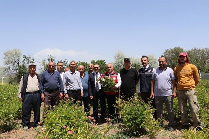 Sivas'ta ilk kez 4 yıl önce ekimine başlanmıştı! Kuraklığa direnen güzelliğin hasadına başlandı