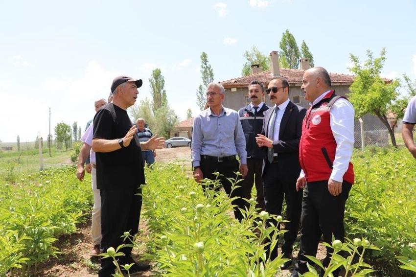 Sivas'ta ilk kez 4 yıl önce ekimine başlanmıştı! Kuraklığa direnen güzelliğin hasadına başlandı