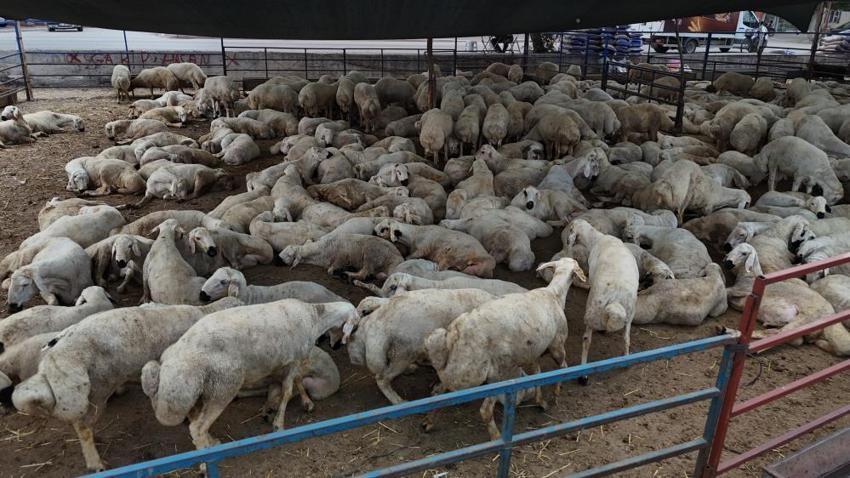 Adana'da kurbanlık fiyatları belli oldu! Bayram öncesi pazarlar canlandı