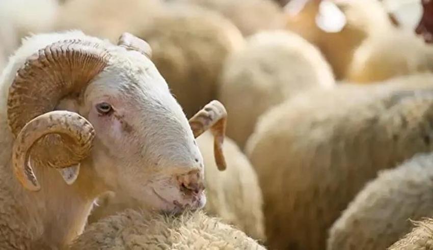 Kurban bayramına kaç gün kaldı? 2025 Kurban bayramı ayın kaçında? İlk gün ne zaman?