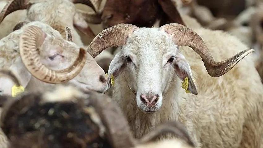 Kurban bayramına kaç gün kaldı? 2025 Kurban bayramı ayın kaçında? İlk gün ne zaman?