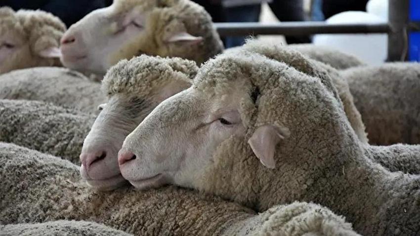 Kurban bayramına kaç gün kaldı? 2025 Kurban bayramı ayın kaçında? İlk gün ne zaman?