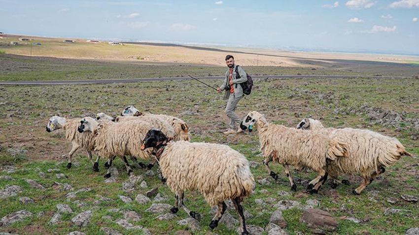 Diyarbakır'ın saklı güzelliklerini koyun güderken keşfetti! Her şey 2 yıl önce aldığı kararla değişti
