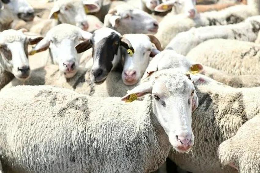 Kurban kesiminden sonra 2 rekat namaz nasıl kılınır? Niyeti nasıldır?