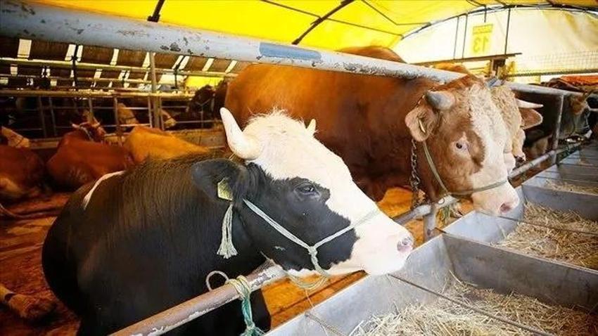 Kurban kesiminden sonra 2 rekat namaz nasıl kılınır? Niyeti nasıldır?