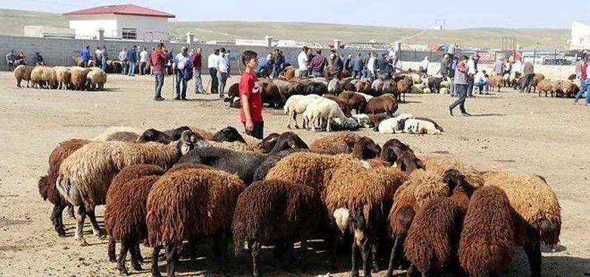Kurban kesiminden sonra 2 rekat namaz nasıl kılınır? Niyeti nasıldır?