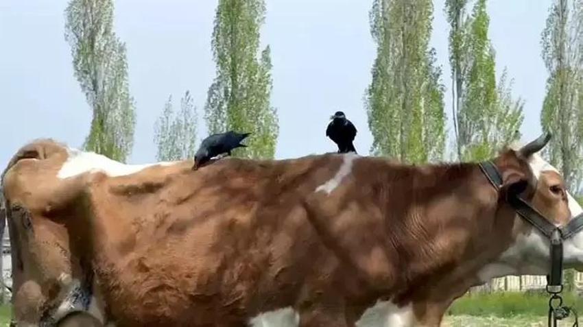 İneğin tüyünü koparıp yuva yaptılar! Cüce kargalar evin bacasını böyle işgal etti
