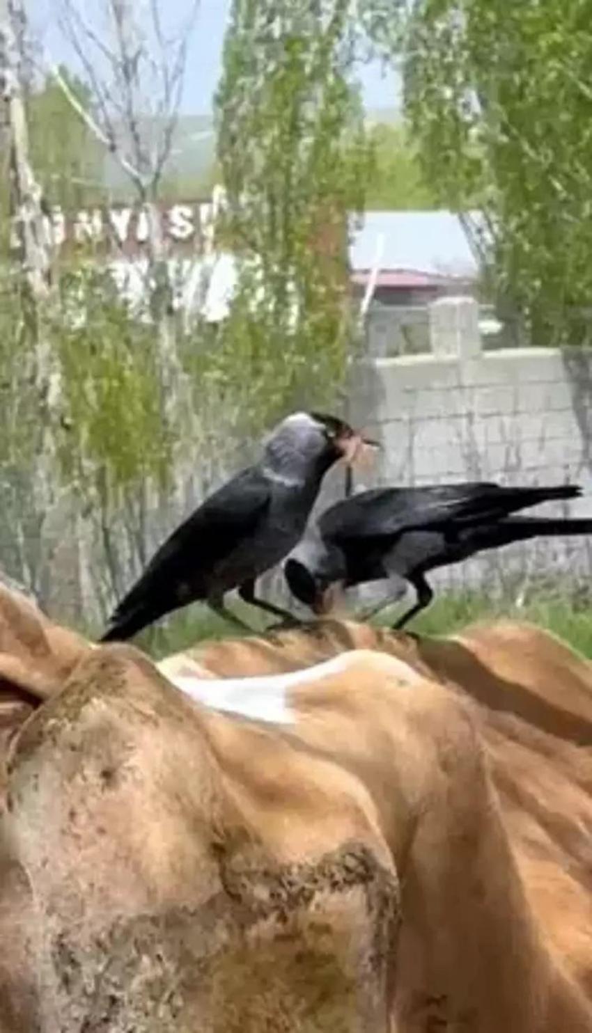 İneğin tüyünü koparıp yuva yaptılar! Cüce kargalar evin bacasını böyle işgal etti