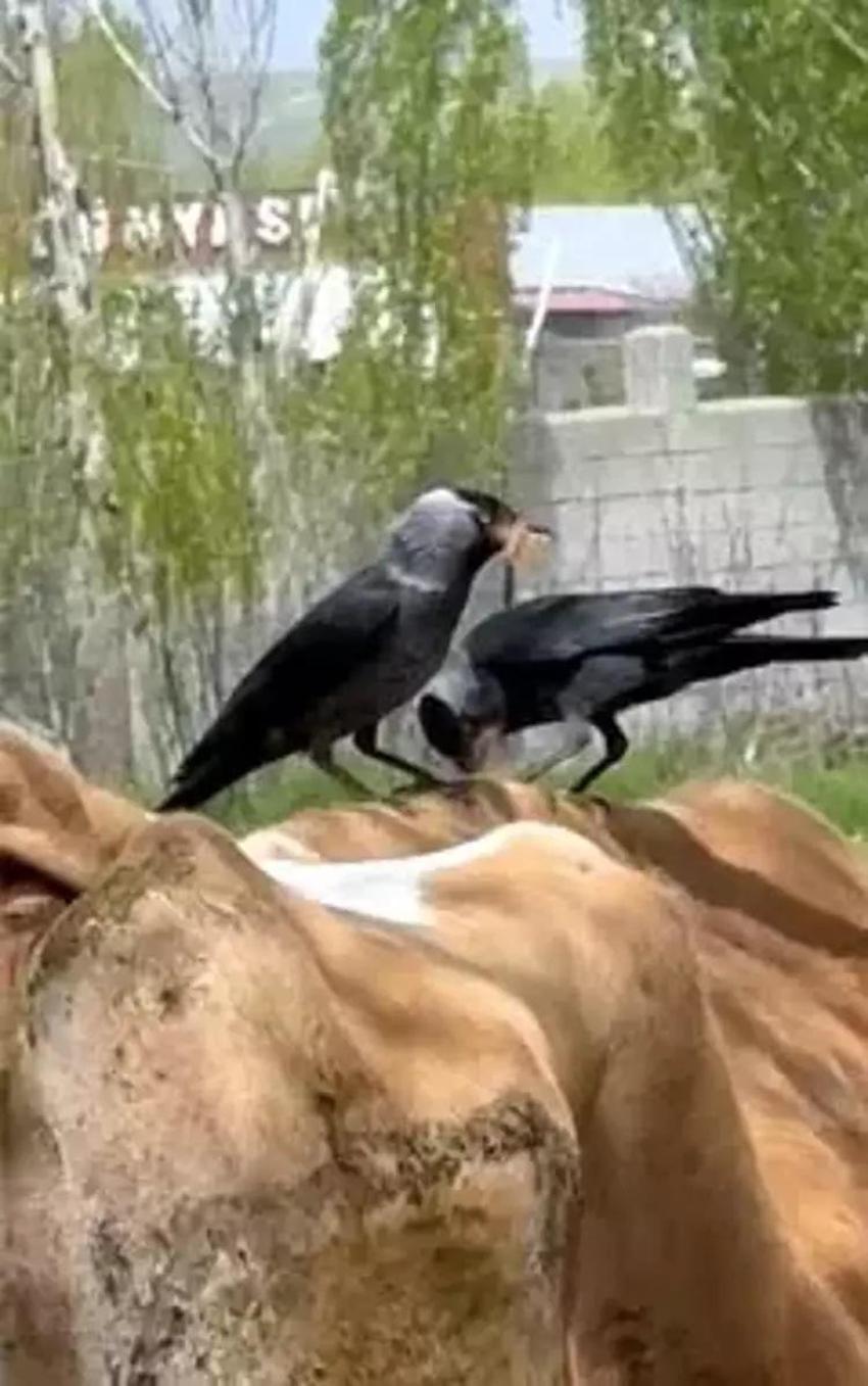 İneğin tüyünü koparıp yuva yaptılar! Cüce kargalar evin bacasını böyle işgal etti