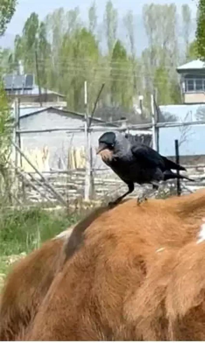 İneğin tüyünü koparıp yuva yaptılar! Cüce kargalar evin bacasını böyle işgal etti
