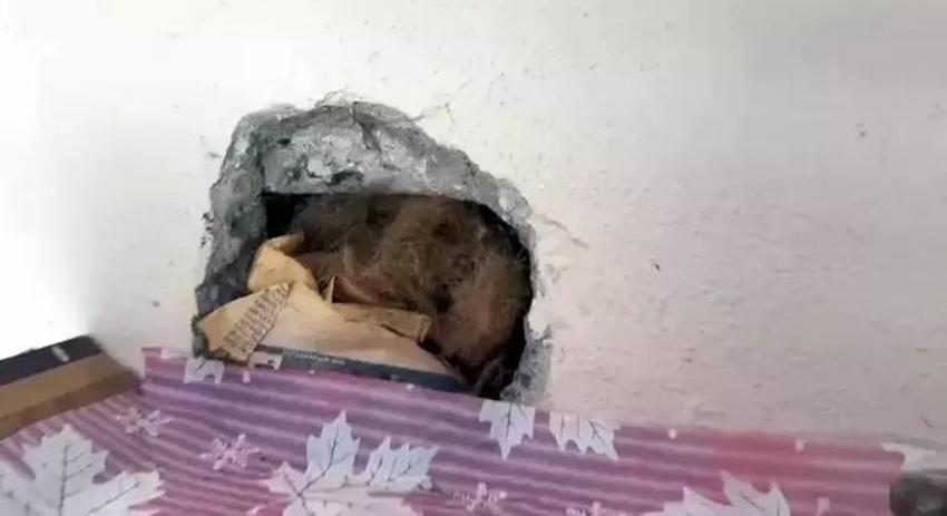 İneğin tüyünü koparıp yuva yaptılar! Cüce kargalar evin bacasını böyle işgal etti