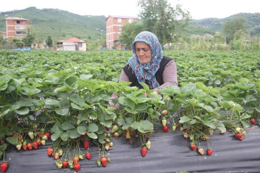Ordu'nun çalışkan kadınlarından örnek davranış! Nerede hasat varsa oradalar