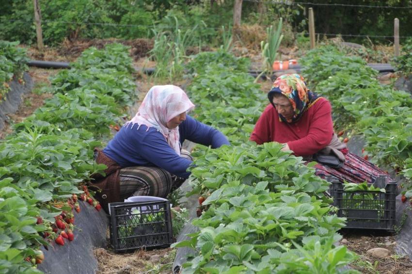 Ordu'nun çalışkan kadınlarından örnek davranış! Nerede hasat varsa oradalar